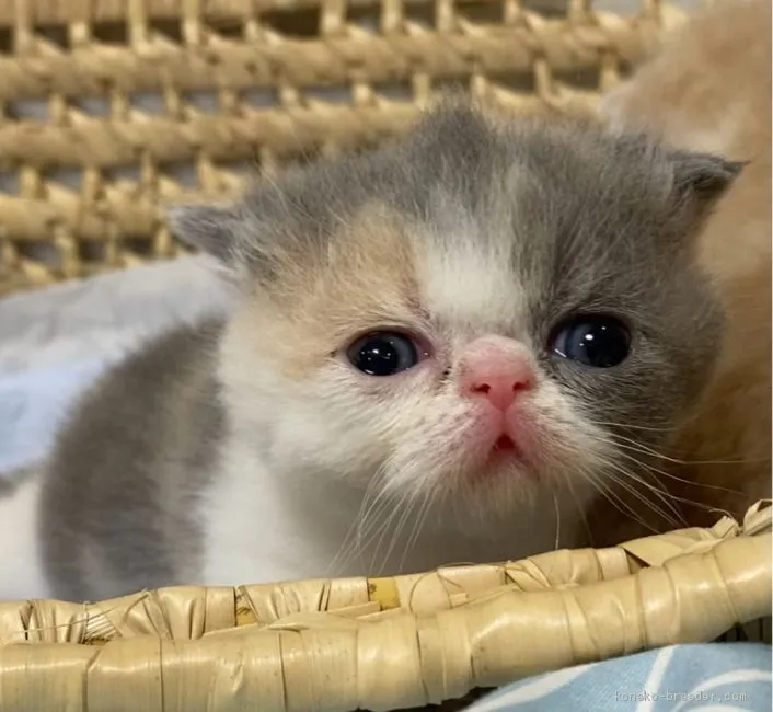 ID:2009-00552の子猫