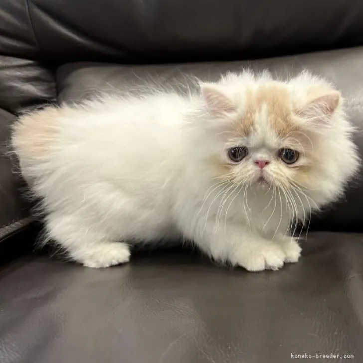 ID：2209-01087の子猫