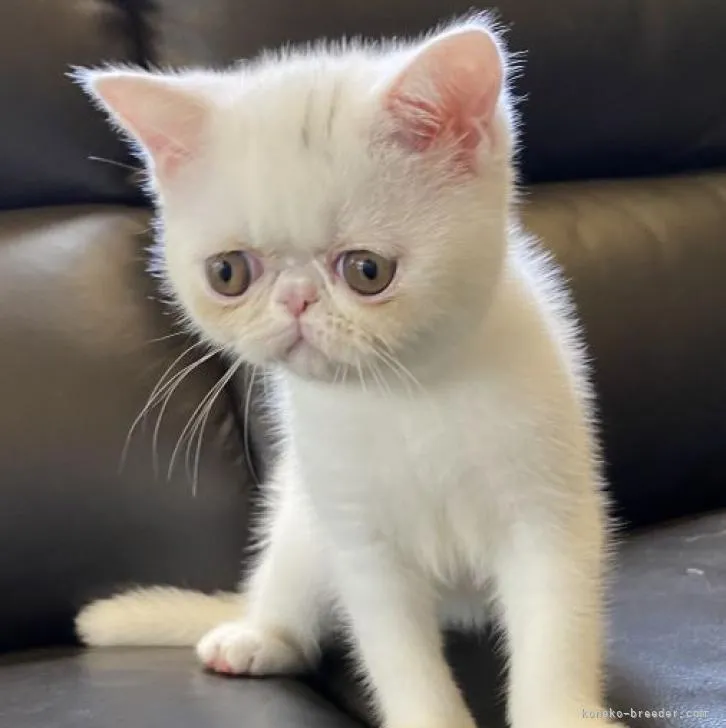ID：2206-01609の子猫