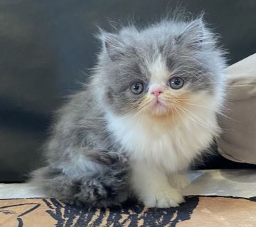 エキゾチックショートヘア【京都府・女の子・2021年7月11日・ブルー&ホワイト（ロングヘアー）】の写真「可愛いお顔の女の子です☺️💕」