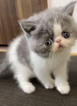 エキゾチックショートヘア【京都府・女の子・2021年7月11日・ブルー&ホワイト】の写真「タレ目の可愛い女の子☺️💕」