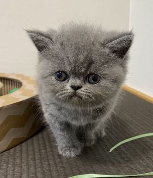 エキゾチックショートヘア【京都府・女の子・2021年7月11日・ブルー】の写真「キレイなブルー1色の女の子です☺️💕」