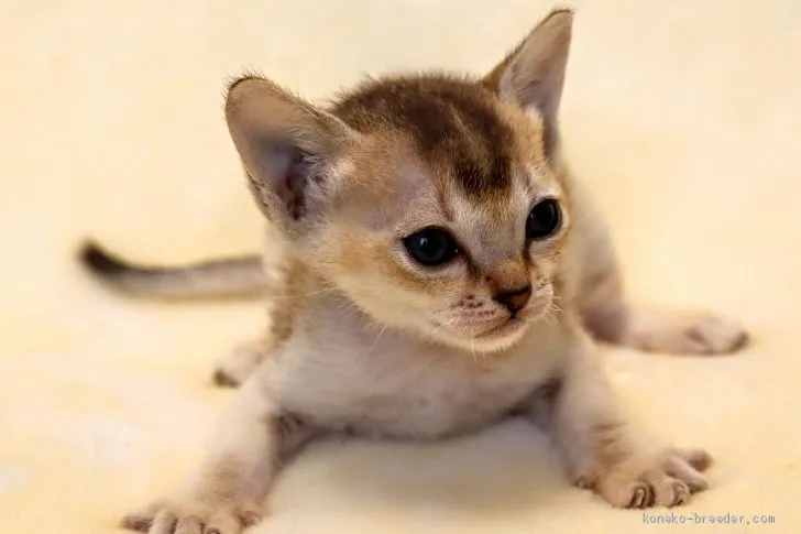 ID：1908-00492の子猫