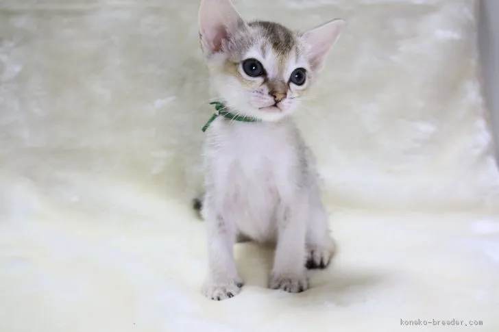 ID:2101-01676の子猫