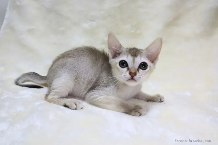 ID：2012-01385の子猫