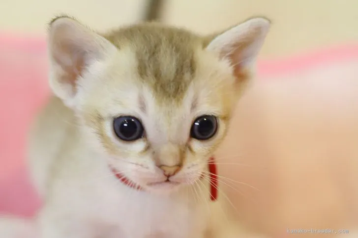 ID:1707-00371の子猫