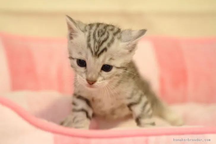 ID:1707-00155の子猫