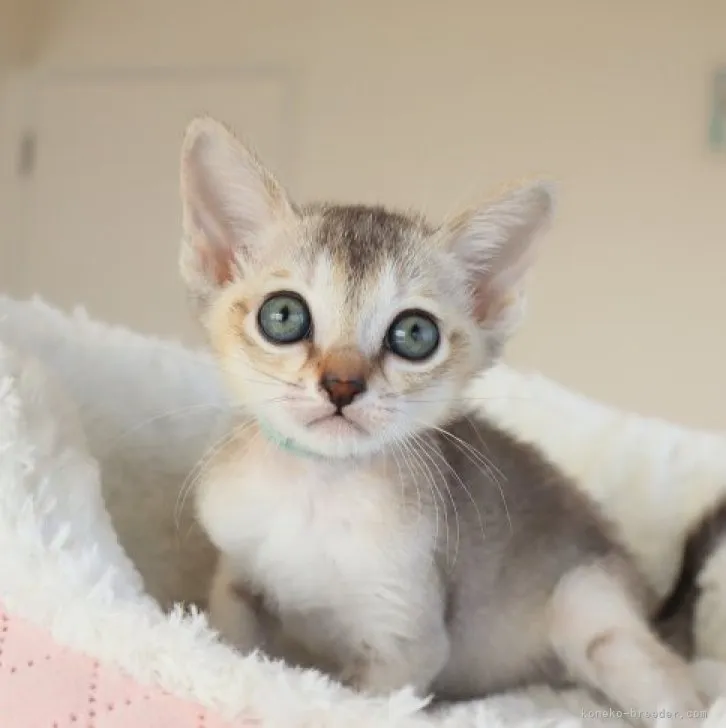 ID：2310-01461の子猫