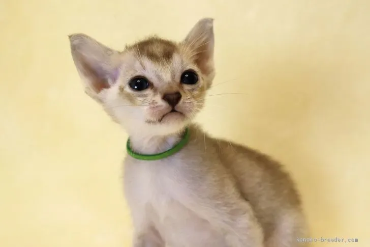 ID：1911-00250の子猫