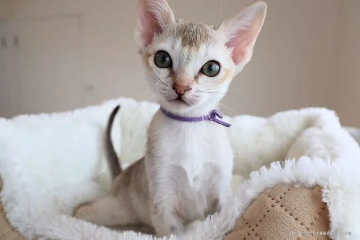 ID:2202-01033の子猫