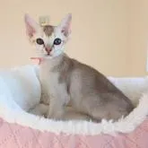 シンガプーラ【愛知県・女の子・2022年11月20日・セピアアグーティー】の写真1