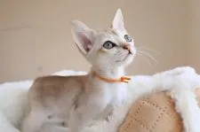 シンガプーラ【愛知県・男の子・2021年12月7日・セピアアグーティー】の写真1