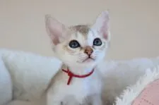 シンガプーラ【愛知県・女の子・2021年10月6日・セピアアグーティー】の写真1