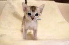 シンガプーラ【愛知県・男の子・2020年10月25日・セピアアグーティー】の写真2