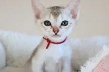 シンガプーラ【愛知県・女の子・2021年10月6日・セピアアグーティー】の写真2