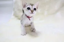 シンガプーラ【愛知県・女の子・2020年12月16日・セピアアグーティー】の写真3