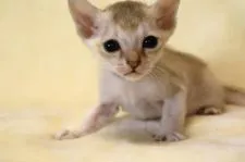 シンガプーラ【愛知県・男の子・2019年10月4日・セピアアグーティー】の写真3