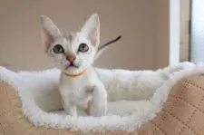 シンガプーラ【愛知県・男の子・2021年12月7日・セピアアグーティー】の写真4