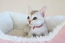 シンガプーラ【愛知県・女の子・2021年10月6日・セピアアグーティー】の写真4