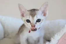 シンガプーラ【愛知県・女の子・2021年10月6日・セピアアグーティー】の写真5