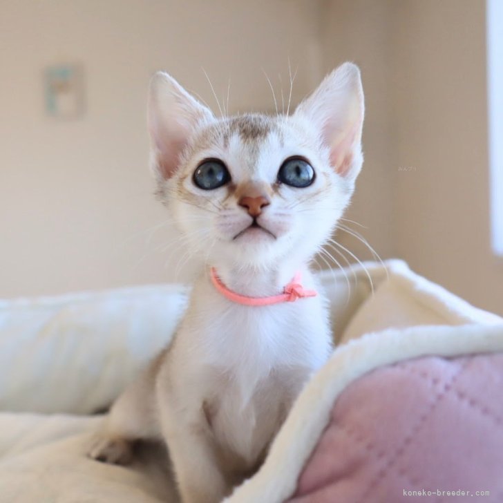 ブリーダー画像