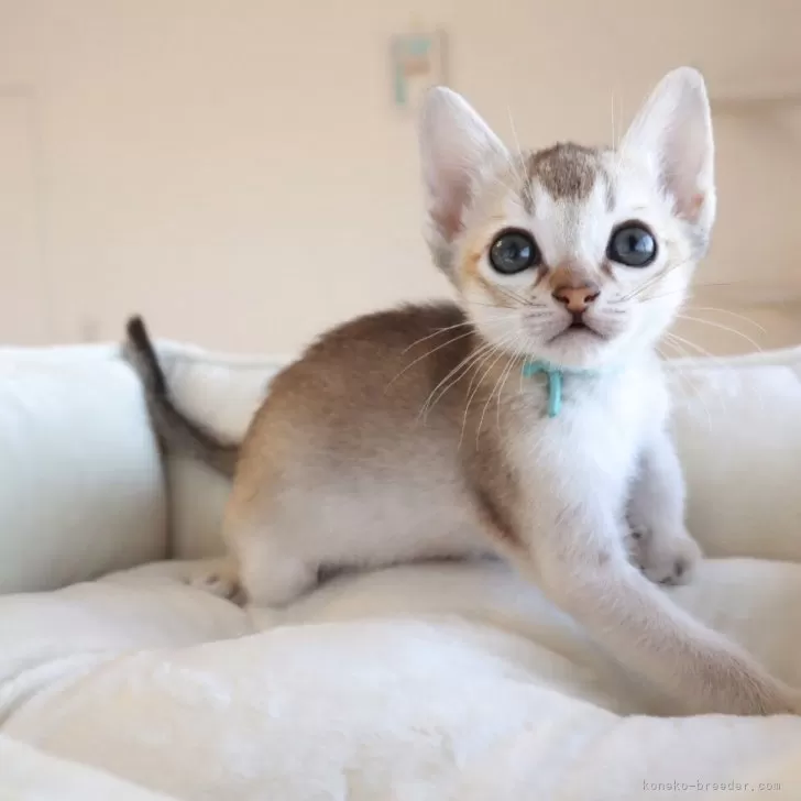 シンガプーラ【愛知県・男の子・2025年10月9日・セピアアグーティー】の写真1