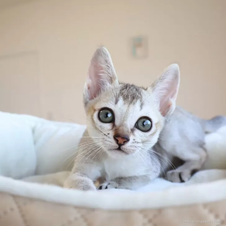 ID:2506-02754の子猫