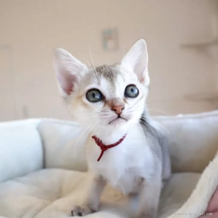 シンガプーラ【愛知県・女の子・2025年10月7日・セピアアグーティー】の写真1