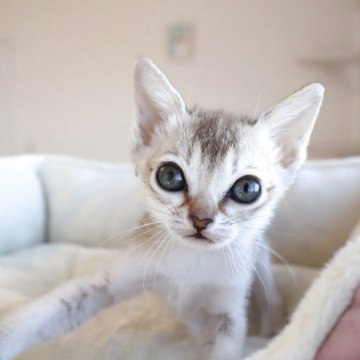 シンガプーラ【愛知県・女の子・2025年10月7日・セピアアグーティー】の写真「とにかく人が大好き」