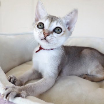 シンガプーラ【愛知県・女の子・2025年10月7日・セピアアグーティー】の写真「ベタベタの甘えん坊」