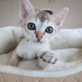 シンガプーラ