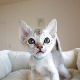 シンガプーラ