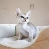 シンガプーラ【愛知県・男の子・2025年10月9日・セピアアグーティー】の写真2