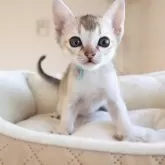 シンガプーラ【愛知県・男の子・2025年10月9日・セピアアグーティー】の写真2