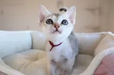 シンガプーラ【愛知県・女の子・2025年10月7日・セピアアグーティー】の写真3