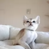 シンガプーラ【愛知県・男の子・2025年10月9日・セピアアグーティー】の写真3