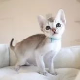 シンガプーラ【愛知県・男の子・2025年10月9日・セピアアグーティー】の写真4