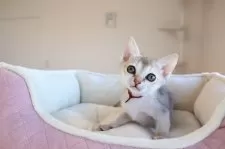 シンガプーラ【愛知県・女の子・2025年10月7日・セピアアグーティー】の写真5