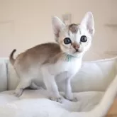 シンガプーラ【愛知県・男の子・2025年10月9日・セピアアグーティー】の写真6