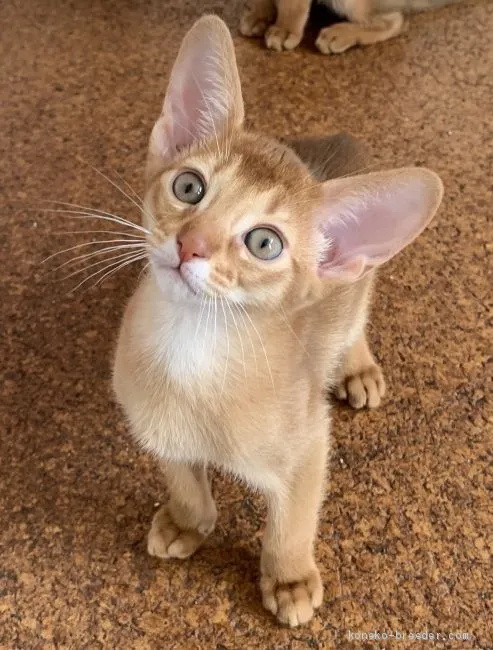 ID:2002-00005の子猫