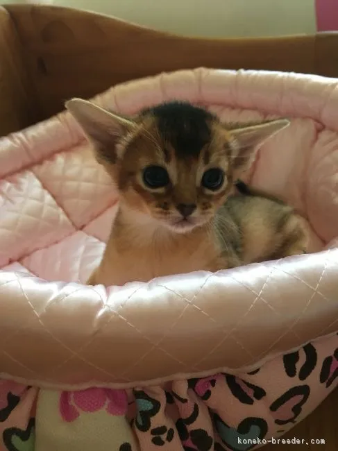 ID：1805-01172の子猫