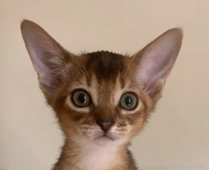 ID：1810-01355の子猫