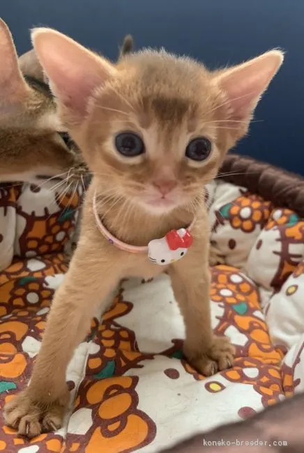 ID：2007-00686の子猫