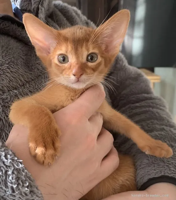 ID：2102-00549の子猫