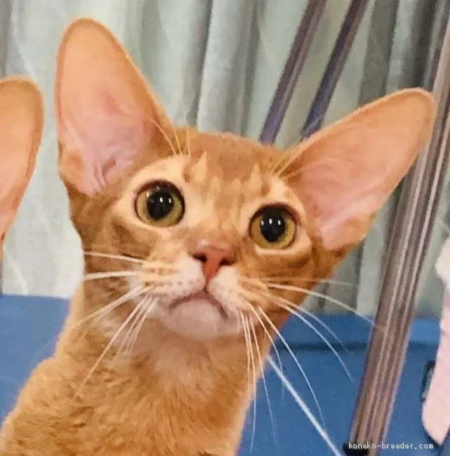 アビシニアン【東京都・男の子・2018年10月28日・レッド】の写真1