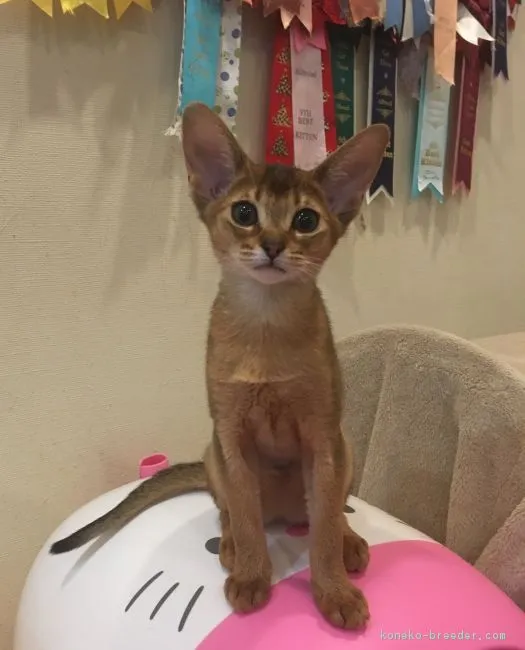 ID：1712-00186の子猫