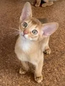 アビシニアン【東京都・男の子・2019年12月18日・レッド】の写真1