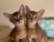 アビシニアン【東京都・男の子・2018年8月23日・ルディ】の写真2「兄弟の男の子と仲良しです」