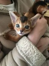 アビシニアン【東京都・女の子・2018年4月9日・ルディ】の写真2