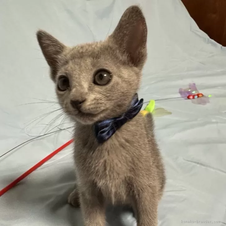 I.O 様のお迎えした子猫